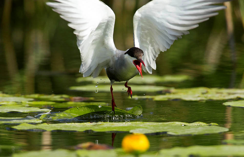Фотографія Животные / Юрий Артюх / photographers.ua