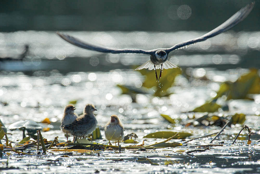 Фотографія Животные / Юрий Артюх / photographers.ua