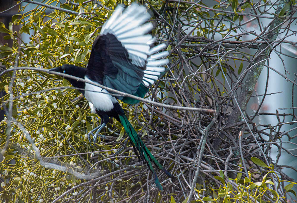 Фотографія Животные / Юрий Артюх / photographers.ua