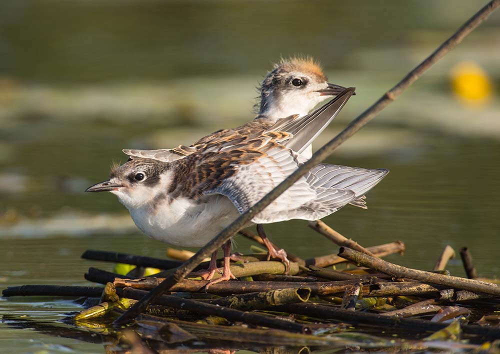 Фотографія Животные / Юрий Артюх / photographers.ua