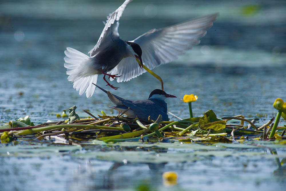 Фотографія Животные / Юрий Артюх / photographers.ua