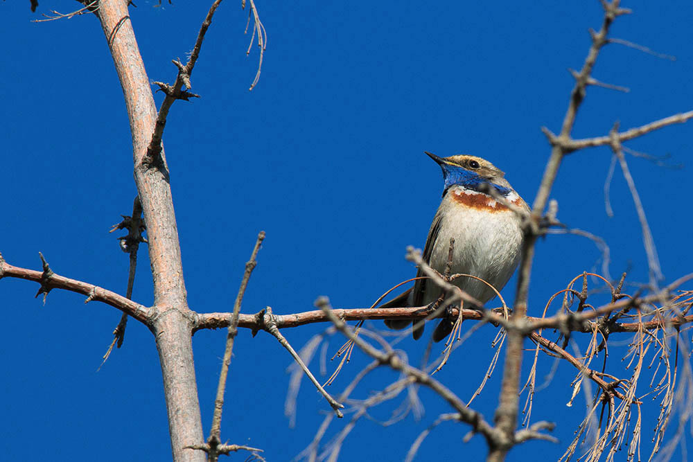 Фотографія Животные / Юрий Артюх / photographers.ua