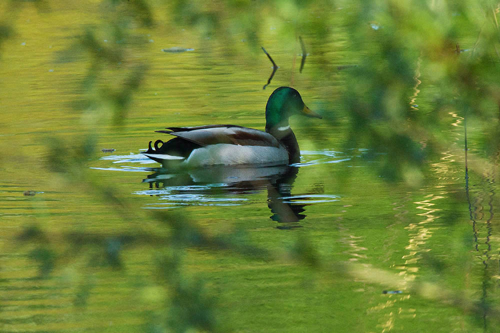 Фотографія Животные / Юрий Артюх / photographers.ua