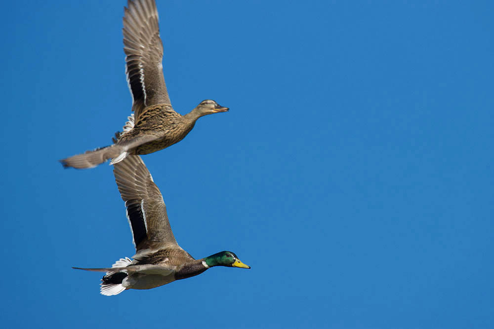 Фотографія Животные / Юрий Артюх / photographers.ua