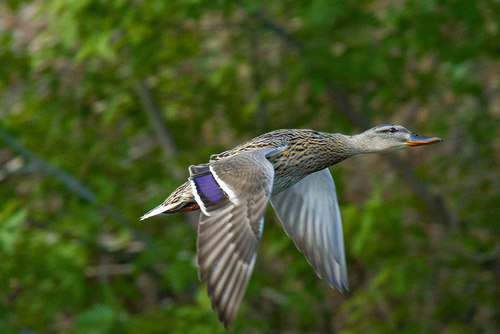 Фотографія Животные / Юрий Артюх / photographers.ua