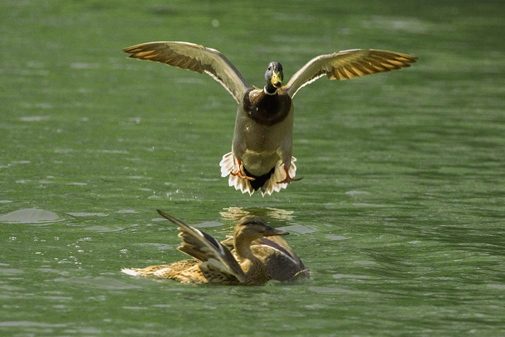 Фотографія Животные / Юрий Артюх / photographers.ua