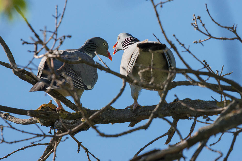 Фотографія Животные / Юрий Артюх / photographers.ua