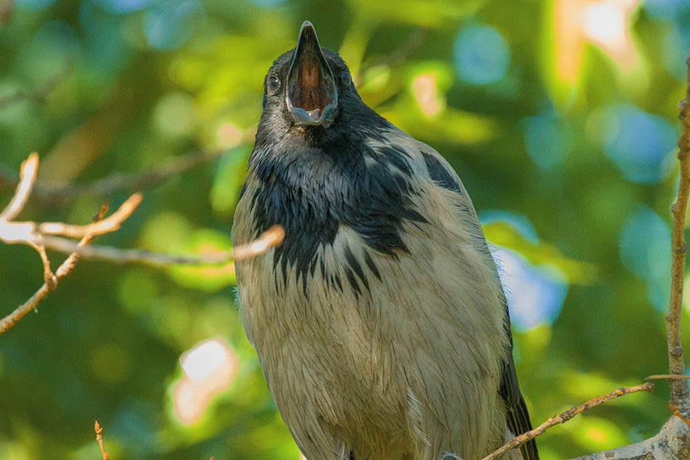 Фотографія Животные / Юрий Артюх / photographers.ua