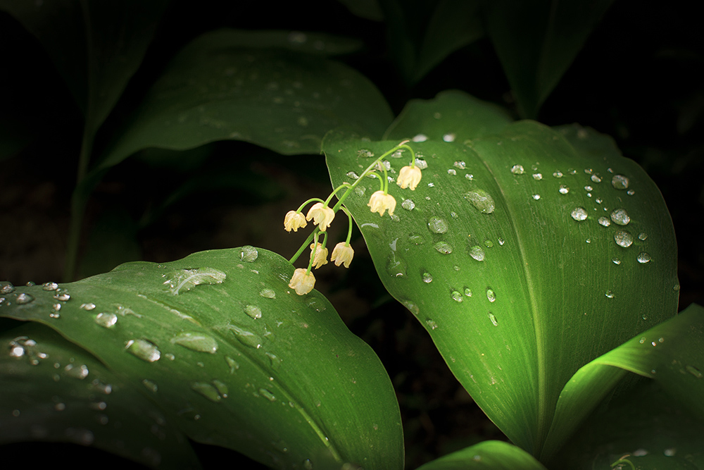 Фотографія Натюрморт / Юрий Артюх / photographers.ua