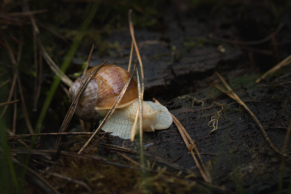 Фотографія Макро / Юрий Артюх / photographers.ua