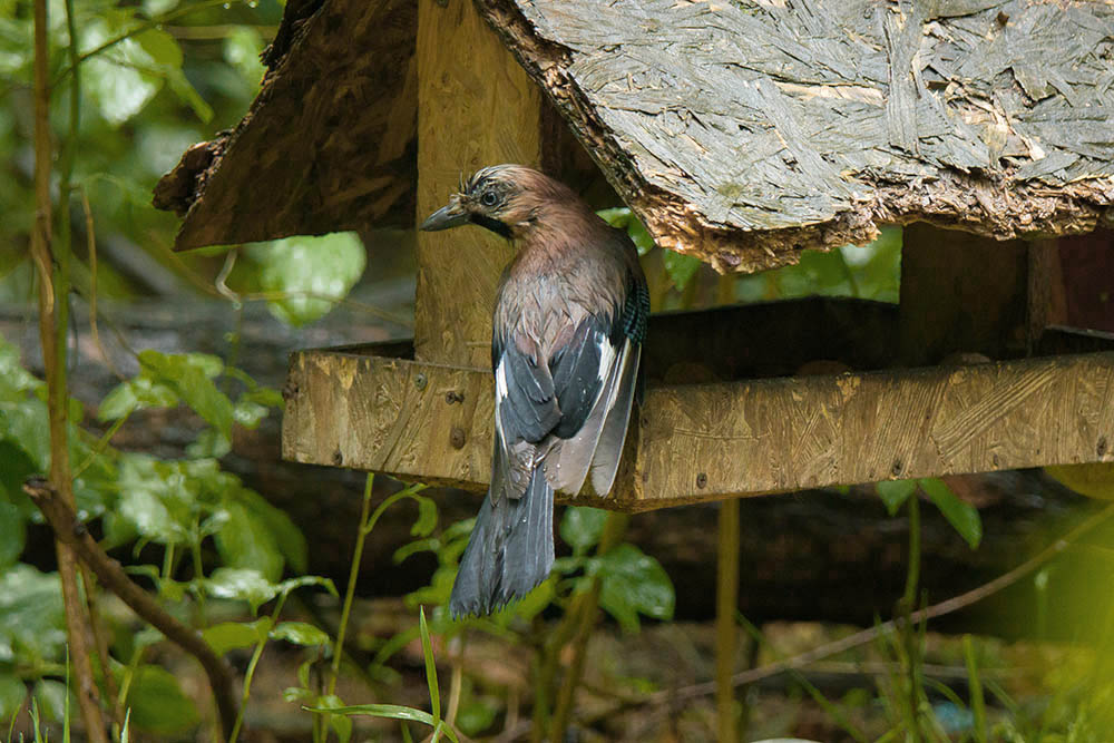 Фотографія Животные / Юрий Артюх / photographers.ua