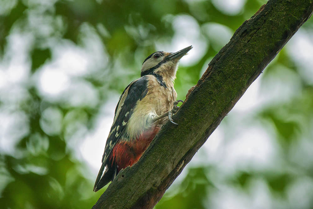 Фотографія Животные / Юрий Артюх / photographers.ua