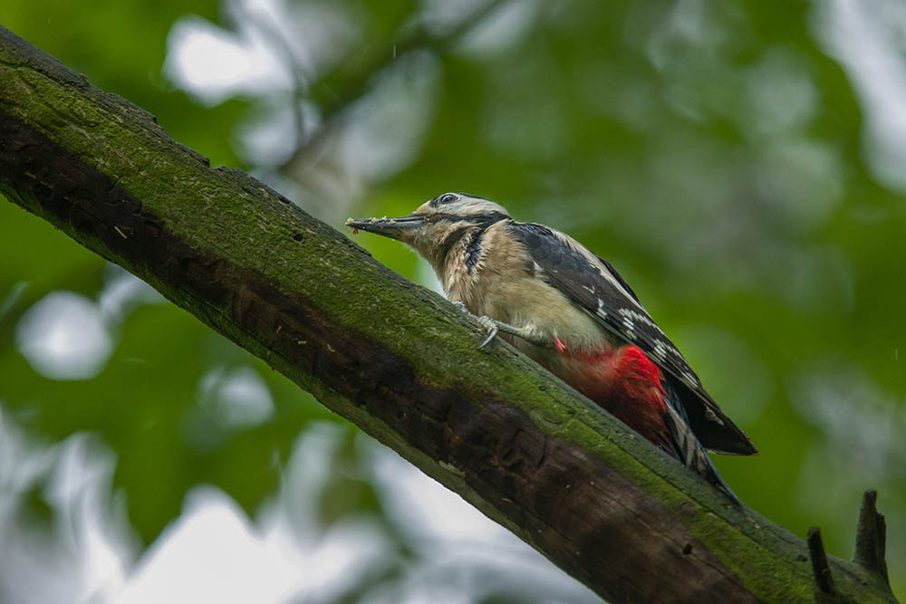 Фотографія Животные / Юрий Артюх / photographers.ua