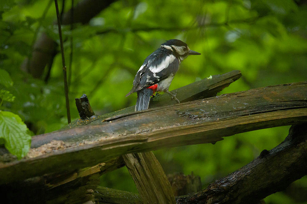 Фотографія Животные / Юрий Артюх / photographers.ua
