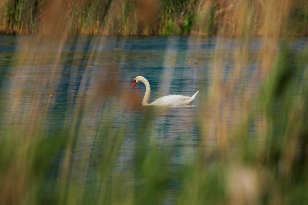 Фотографія Животные / Юрий Артюх / photographers.ua
