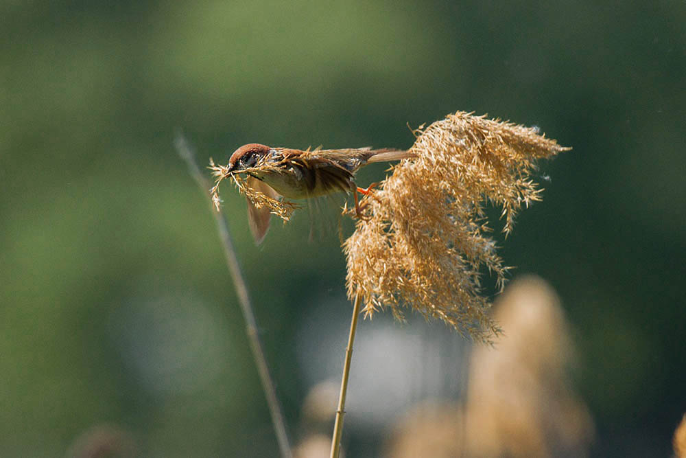 Фотографія Животные / Юрий Артюх / photographers.ua
