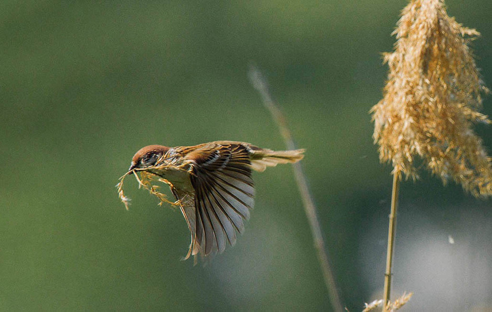 Фотографія Животные / Юрий Артюх / photographers.ua