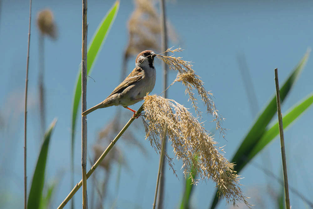 Фотографія Животные / Юрий Артюх / photographers.ua