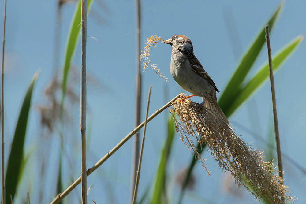 Фотографія Животные / Юрий Артюх / photographers.ua
