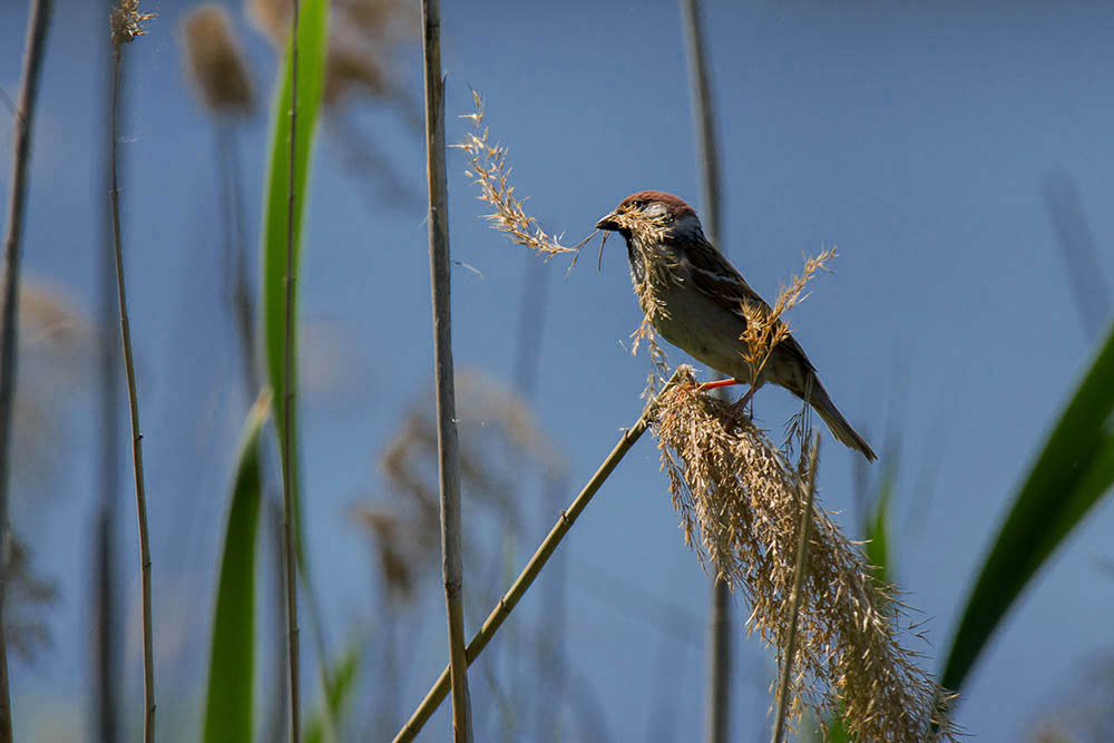 Фотографія Животные / Юрий Артюх / photographers.ua