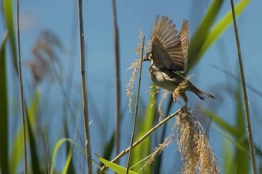 Фотографія Животные / Юрий Артюх / photographers.ua