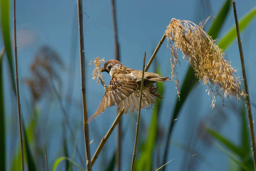 Фотографія Животные / Юрий Артюх / photographers.ua
