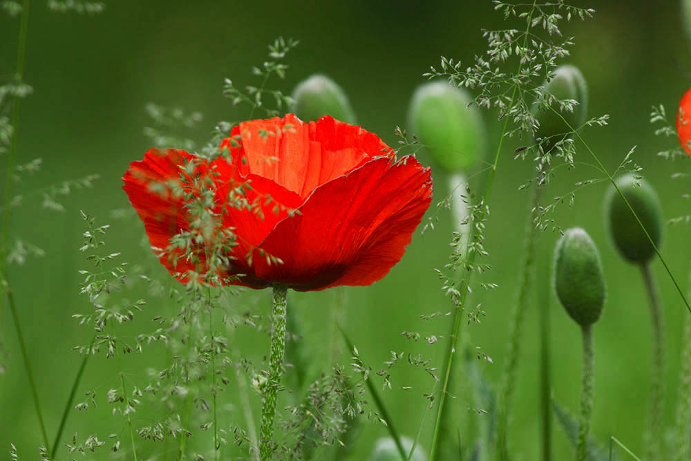 Фотографія Разное / Юрий Артюх / photographers.ua