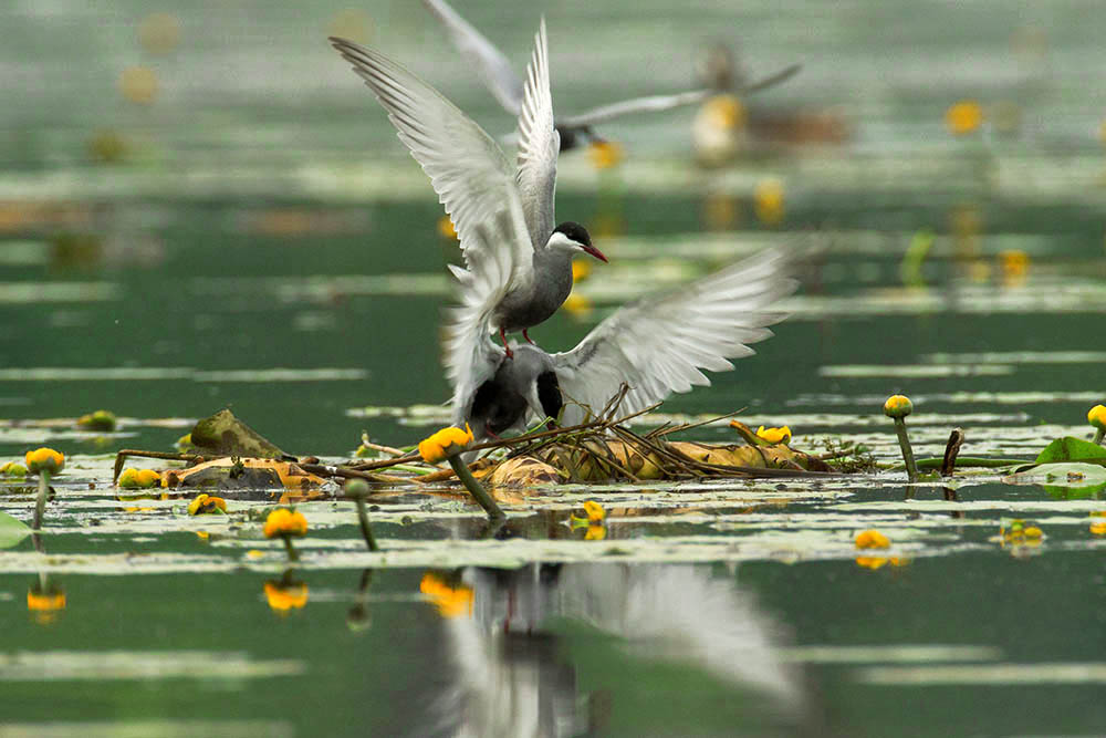 Фотографія Животные / Юрий Артюх / photographers.ua