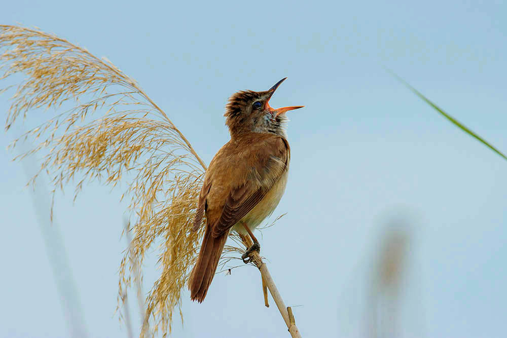 Фотографія Животные / Юрий Артюх / photographers.ua