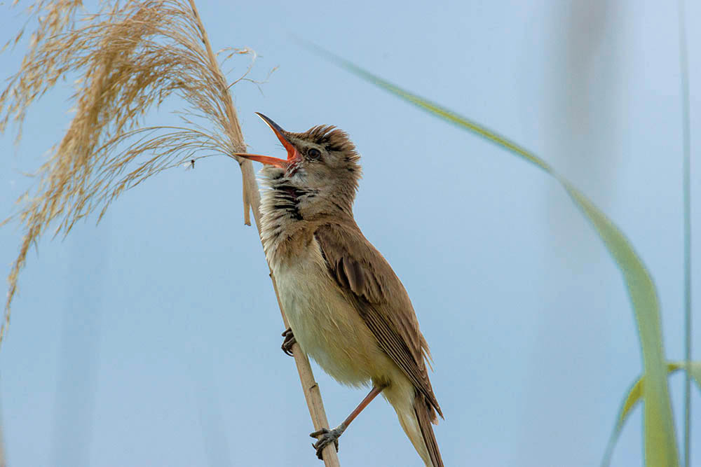 Фотографія Животные / Юрий Артюх / photographers.ua