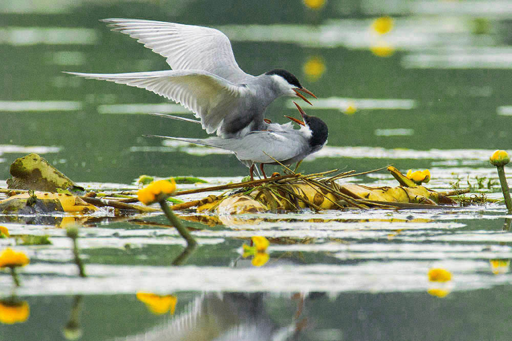 Фотографія Животные / Юрий Артюх / photographers.ua