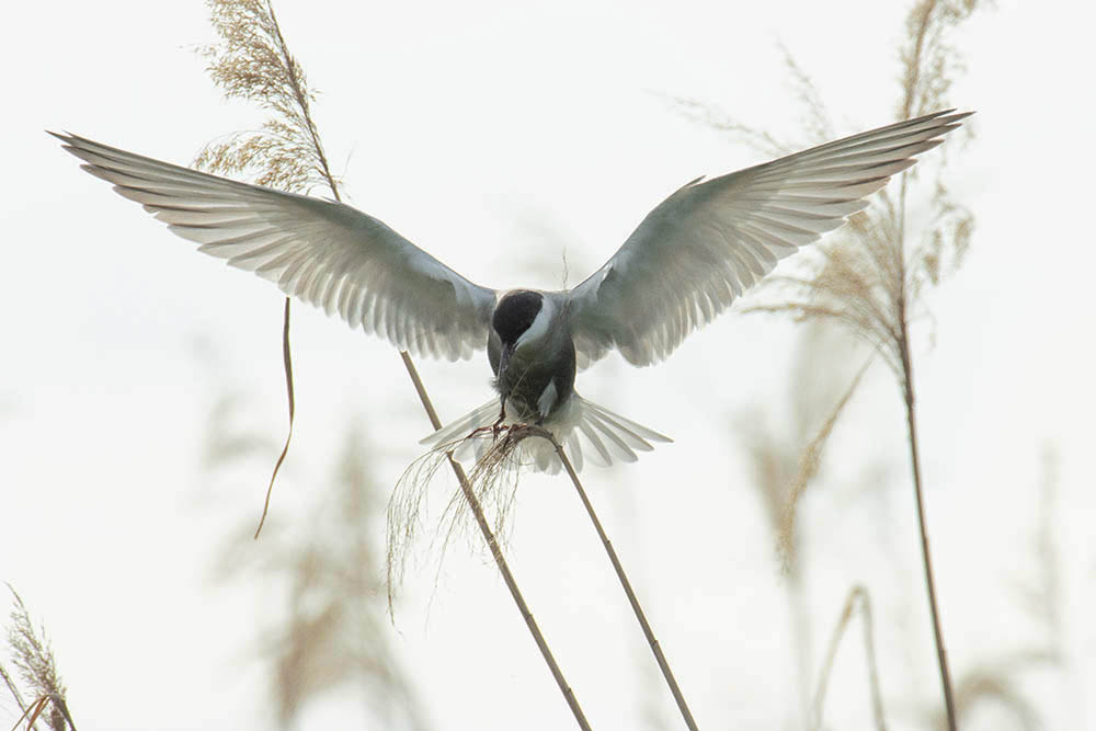Фотографія Животные / Юрий Артюх / photographers.ua