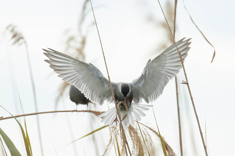 Фотографія Животные / Юрий Артюх / photographers.ua