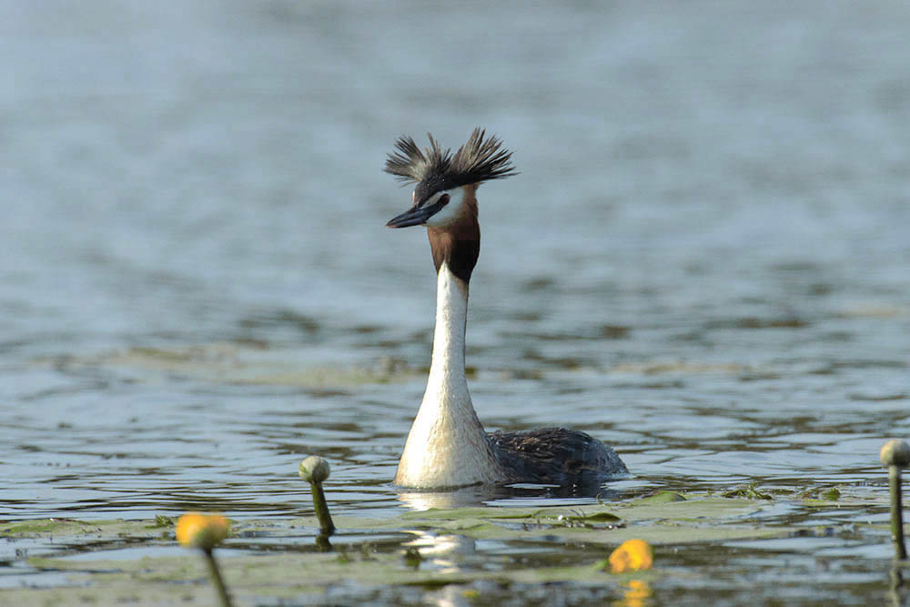 Фотографія Животные / Юрий Артюх / photographers.ua