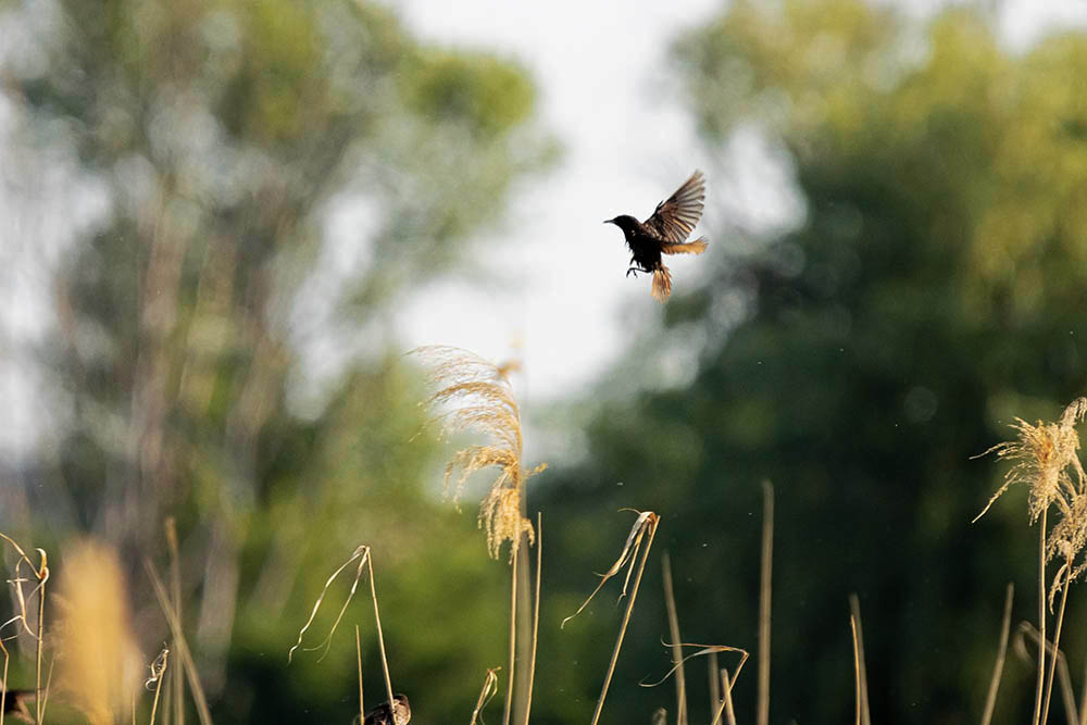 Фотографія Животные / Юрий Артюх / photographers.ua
