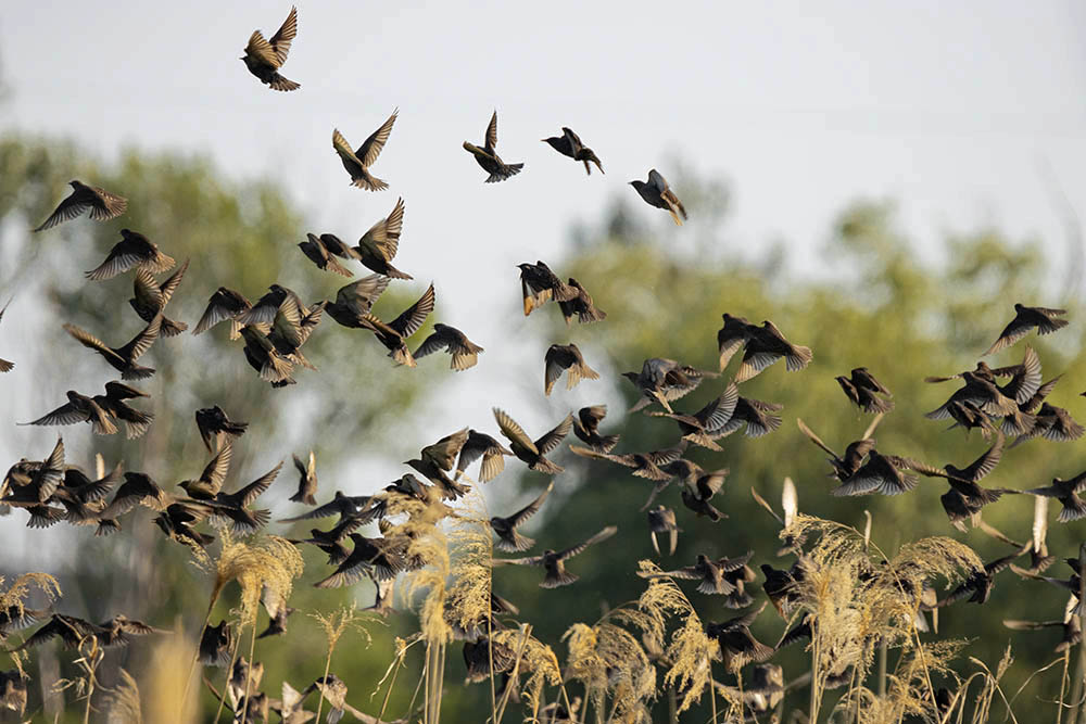Фотографія Животные / Юрий Артюх / photographers.ua