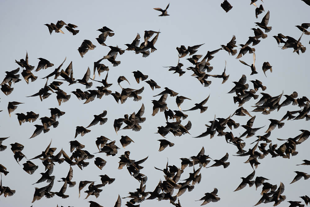 Фотографія Животные / Юрий Артюх / photographers.ua