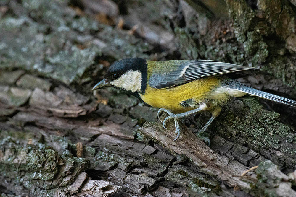 Фотографія Животные / Юрий Артюх / photographers.ua