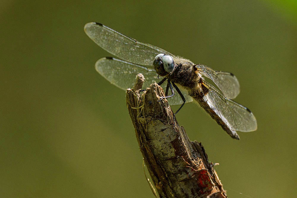 Фотографія Макро / Юрий Артюх / photographers.ua