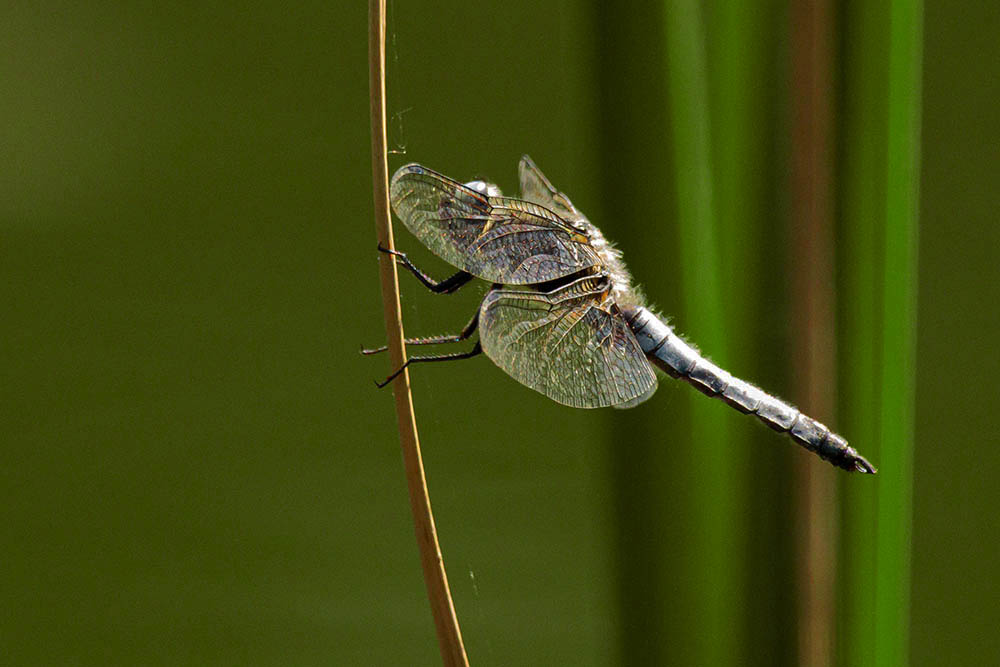 Фотографія Макро / Юрий Артюх / photographers.ua
