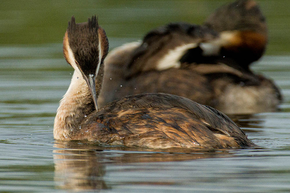 Фотографія Животные / Юрий Артюх / photographers.ua