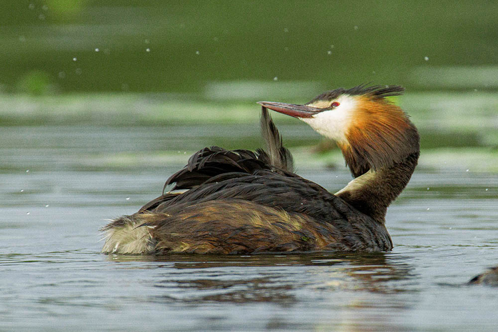 Фотографія Животные / Юрий Артюх / photographers.ua