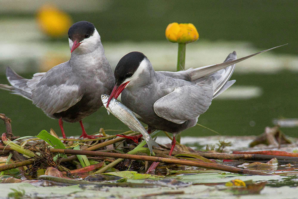Фотографія Животные / Юрий Артюх / photographers.ua