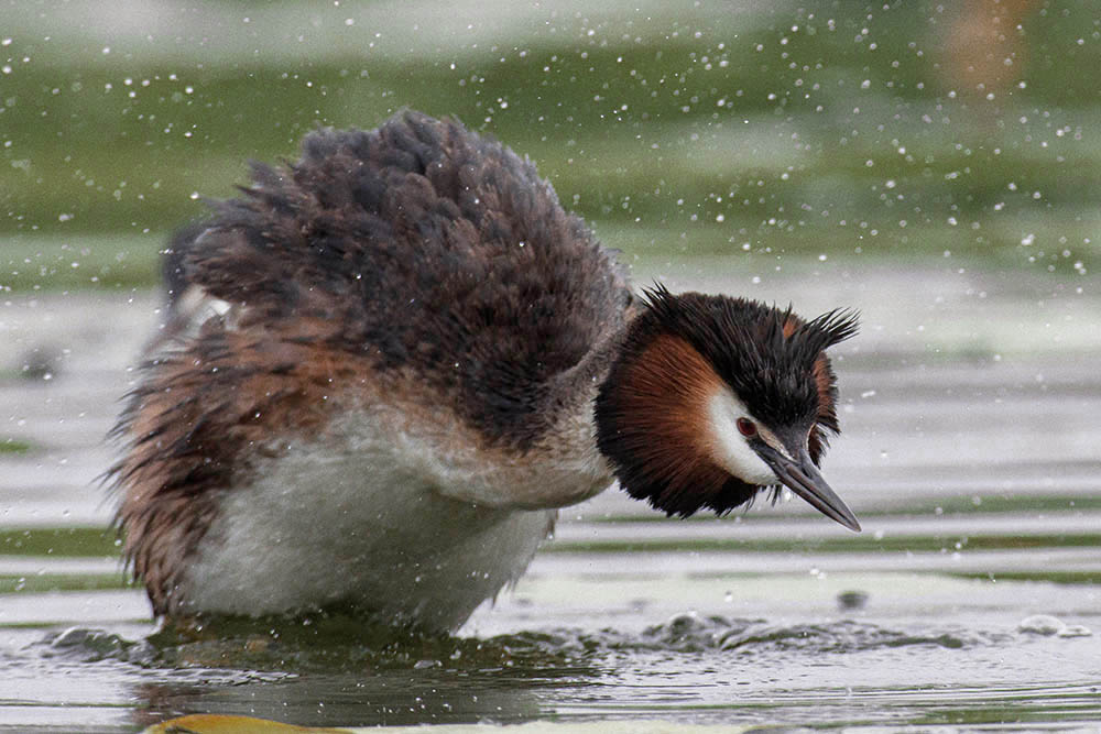 Фотографія Животные / Юрий Артюх / photographers.ua