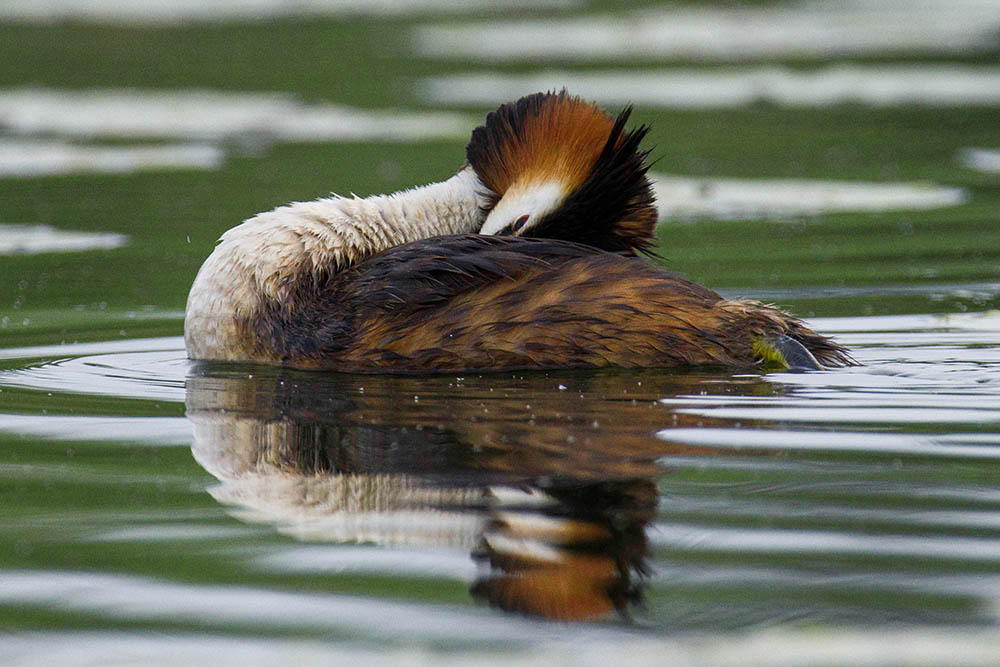 Фотографія Животные / Юрий Артюх / photographers.ua