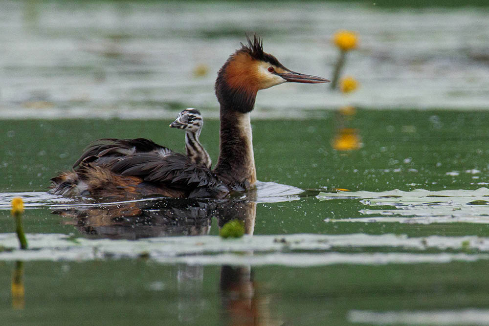 Фотографія Животные / Юрий Артюх / photographers.ua