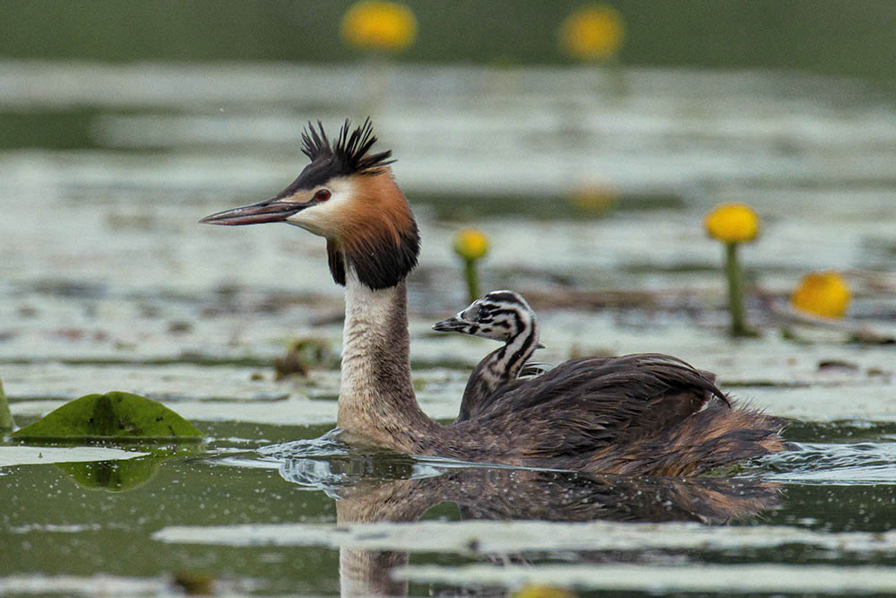 Фотографія Животные / Юрий Артюх / photographers.ua