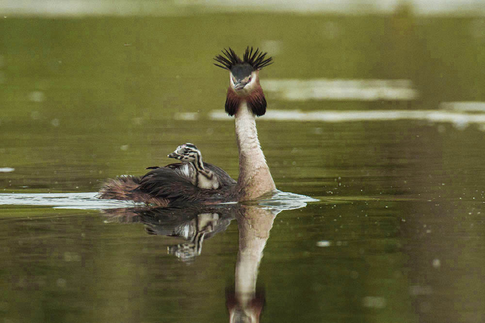 Фотографія Животные / Юрий Артюх / photographers.ua