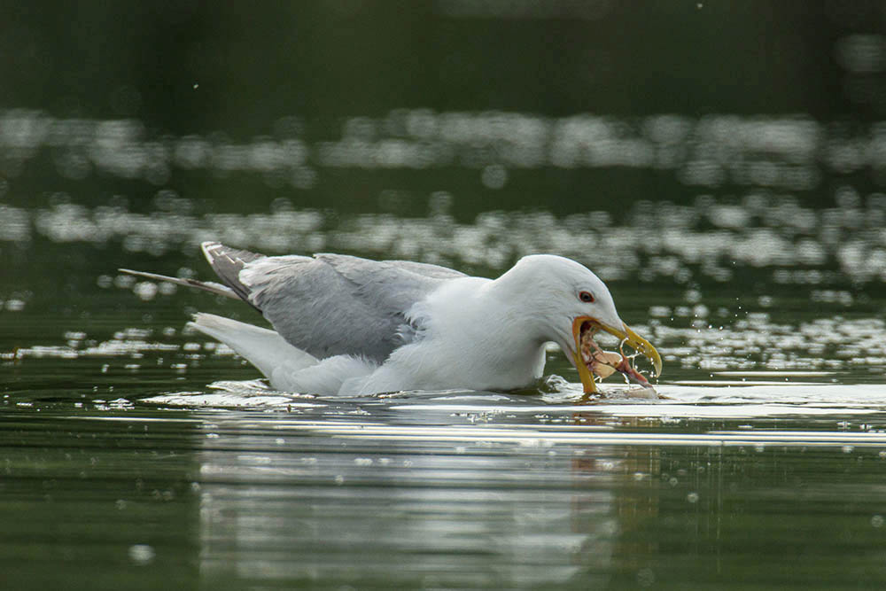 Фотографія Животные / Юрий Артюх / photographers.ua