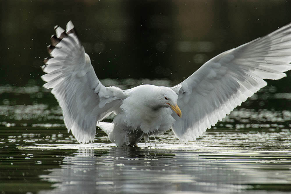 Фотографія Животные / Юрий Артюх / photographers.ua